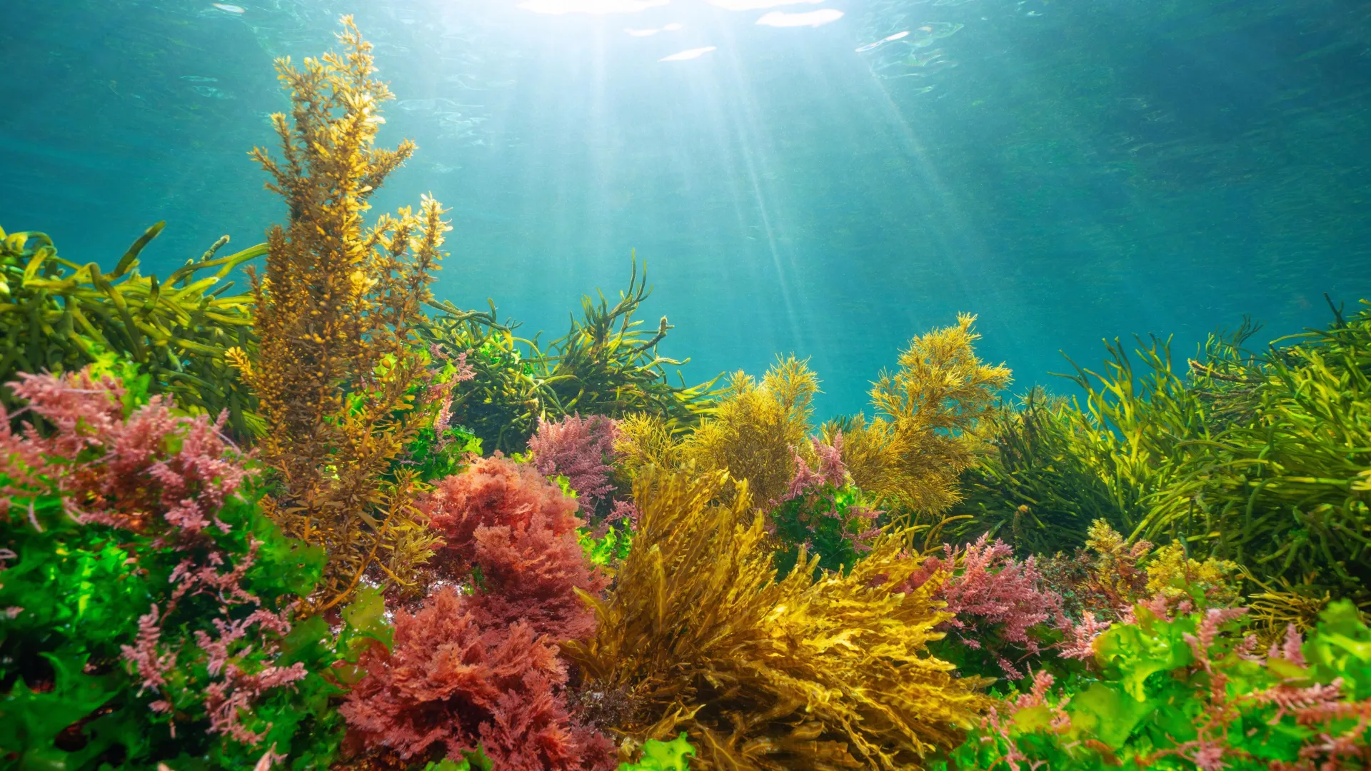 How algae learned to harness the Sun without getting burned