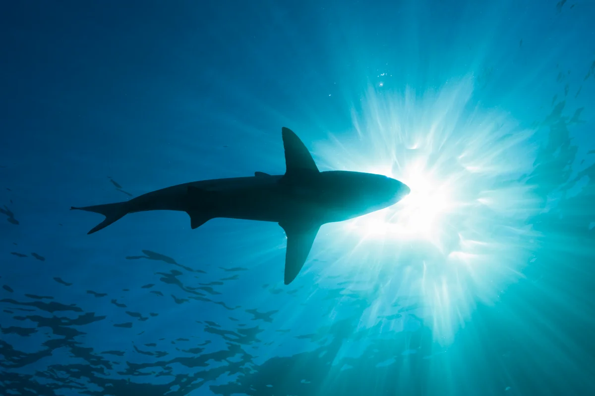 15 Million Years before the Megalodon, This Giant Ancient Shark Prowled the Oceans
