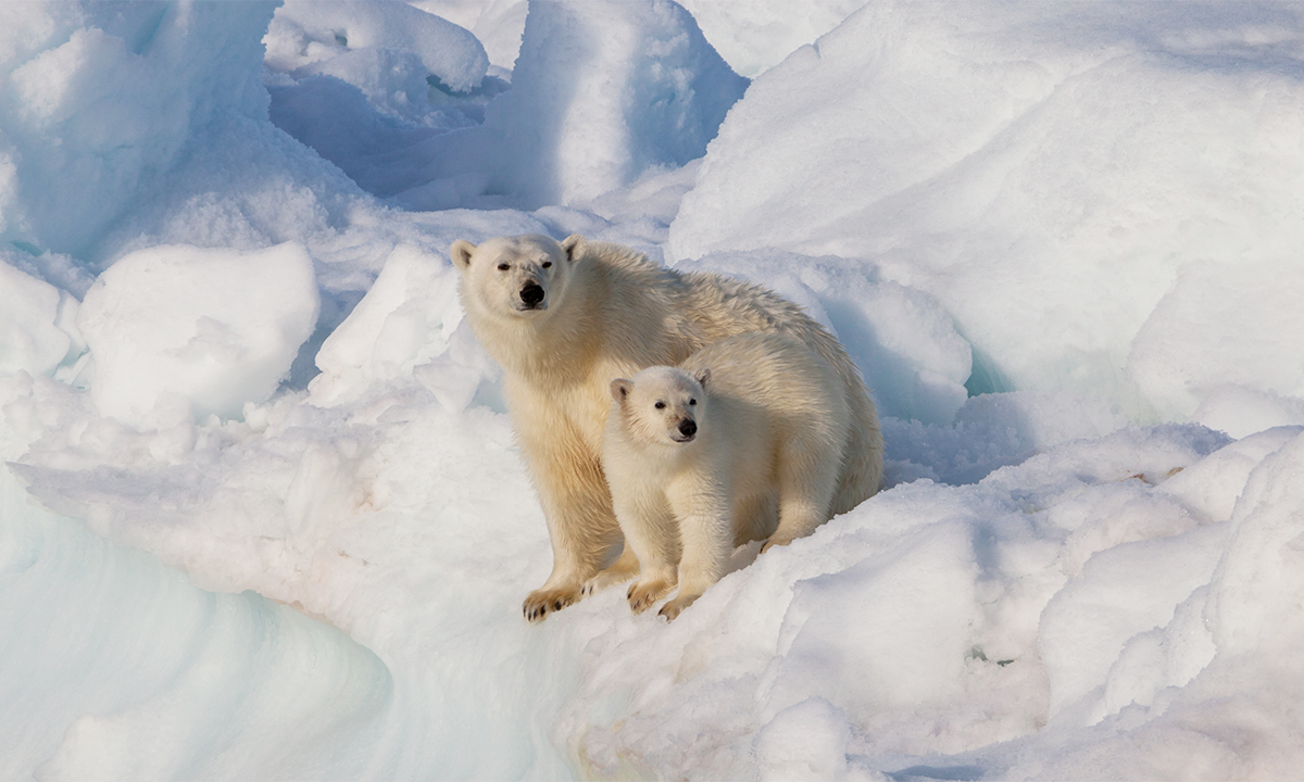 A Warming Arctic May Be Changing Polar Bears’ DNA