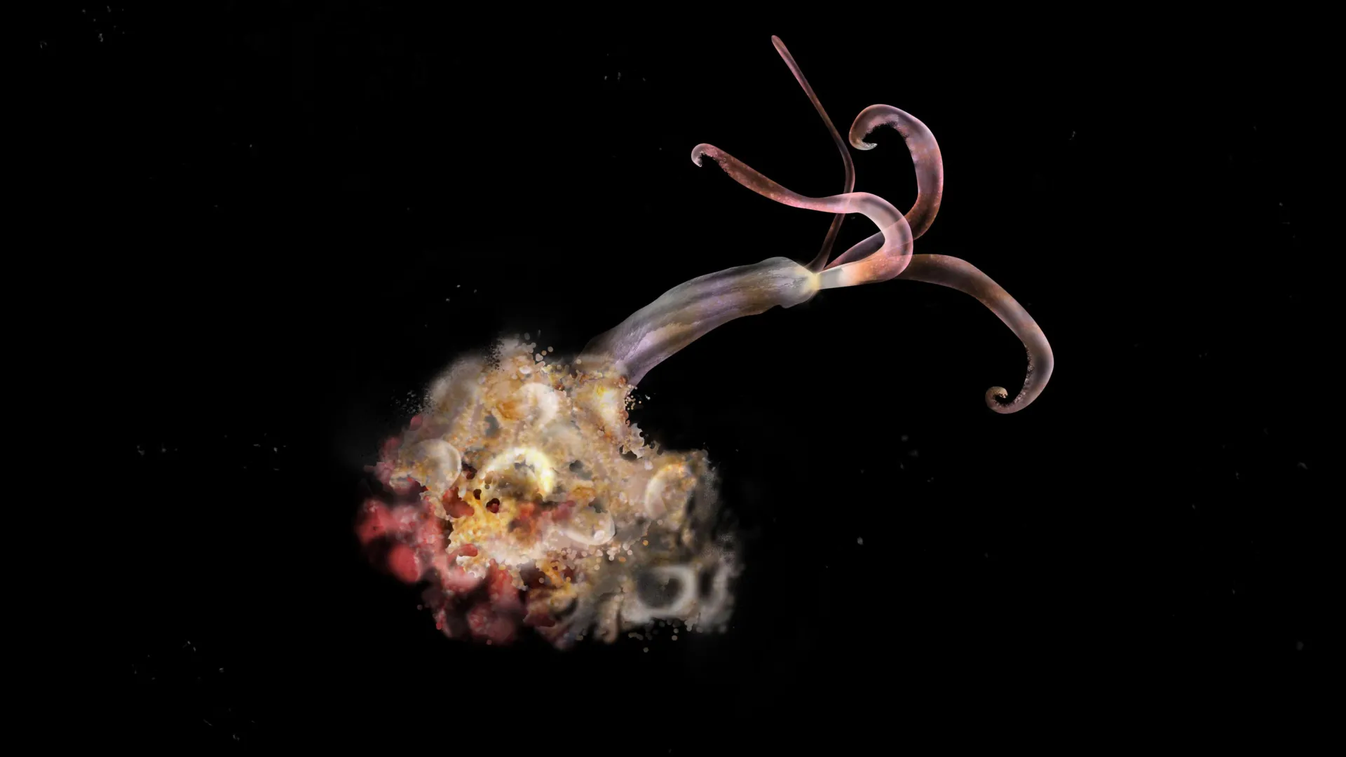 Zombie worms are missing and scientists are alarmed