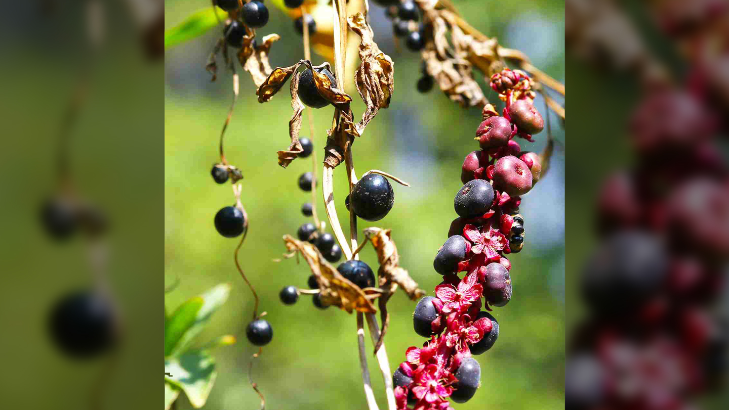 In a new kind of plant trickery, this yam fools birds with fake berries