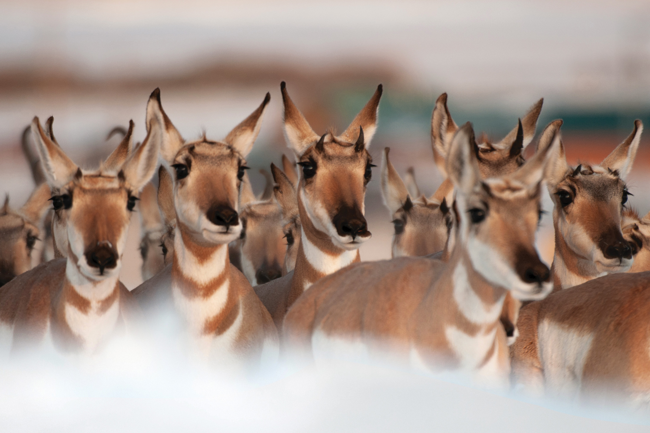 How pronghorn outran the ice age