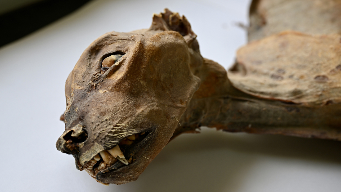 How cheetah mummies could help bring the species back to Arabia