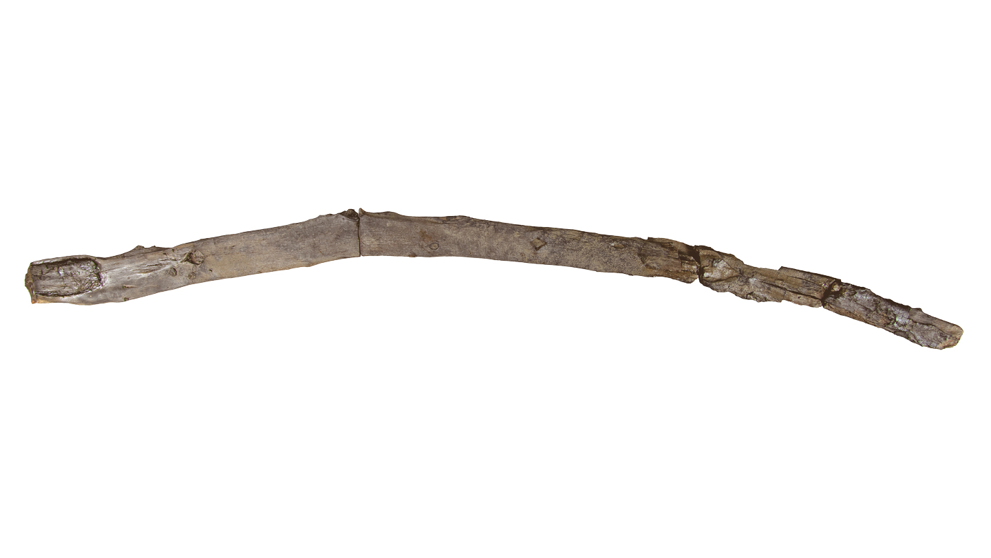 This ancient stick may be the world’s oldest handheld wooden tool