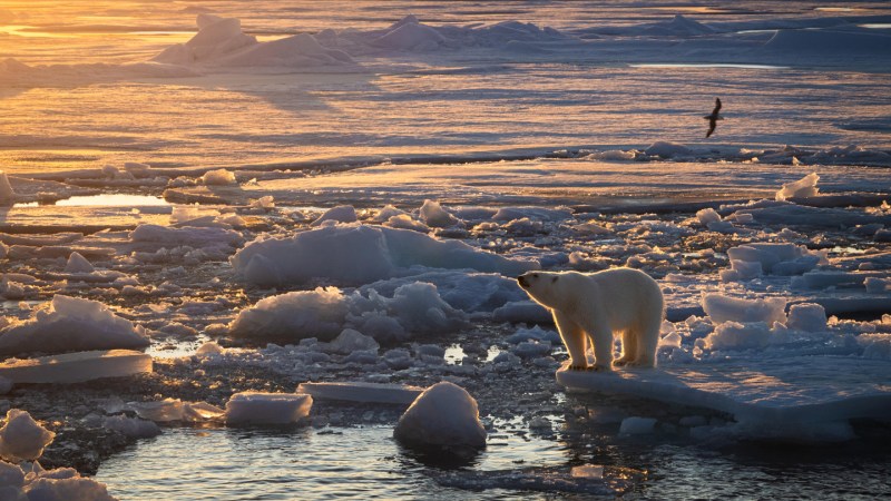 Polar bears in the Barents Sea are staying fat despite rapid sea ice loss