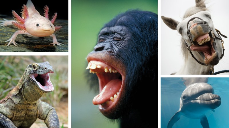 Animals experience joy. Scientists want to measure it