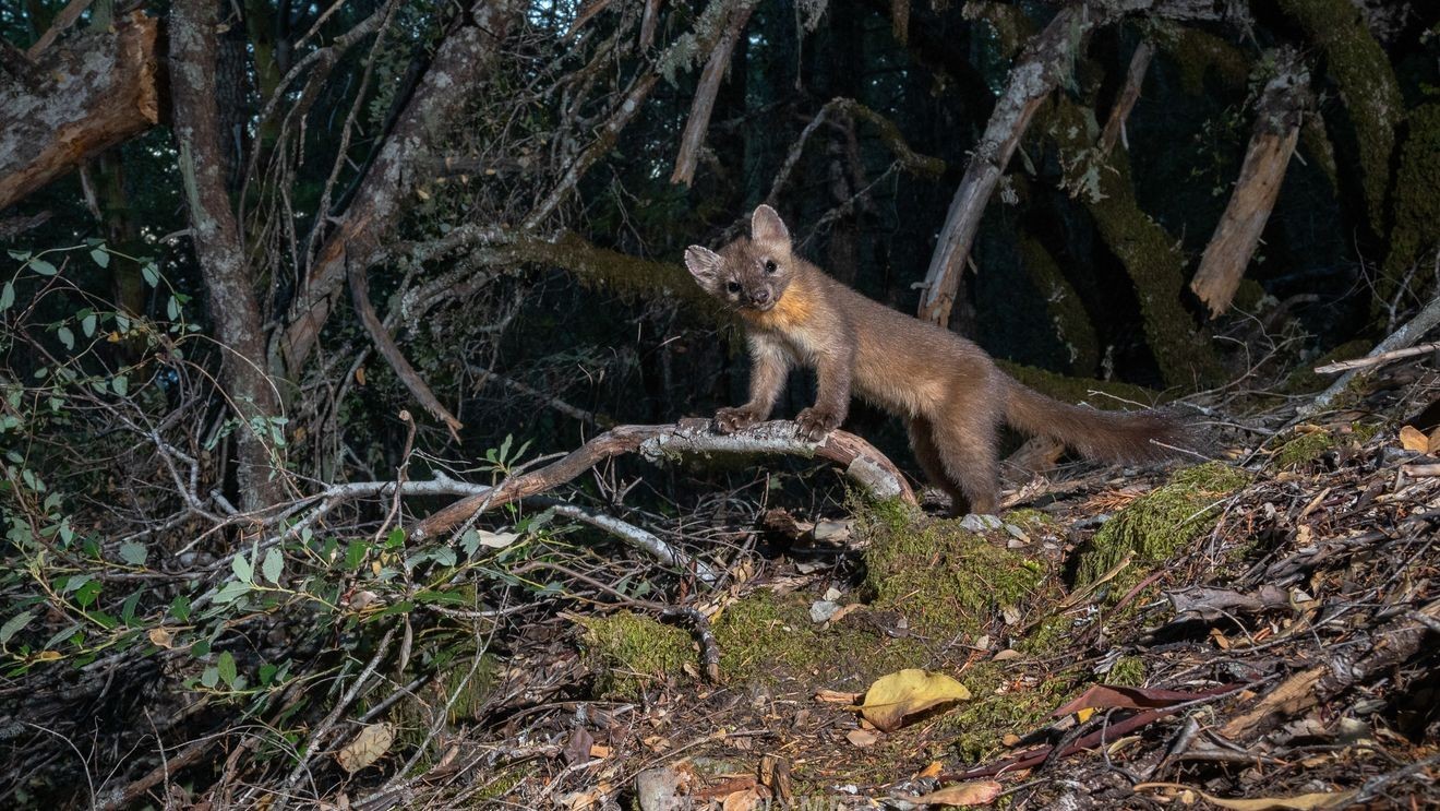 Oregon State study reveals coastal marten’s habitat and population insights