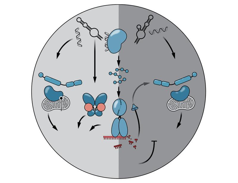 The OAS–RNase L pathway: Insights from experiments of nature | Science Immunology