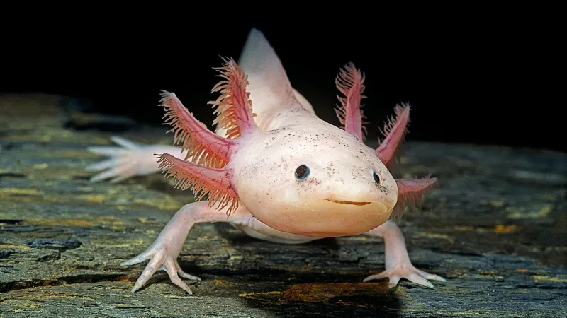 The axolotl is endangered in the wild. A discovery offers hope
