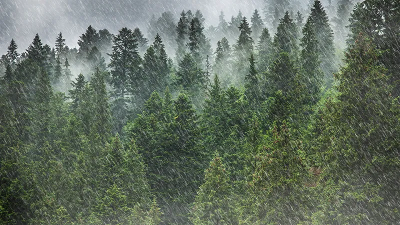 Skyborne specks of life may influence rainfall patterns