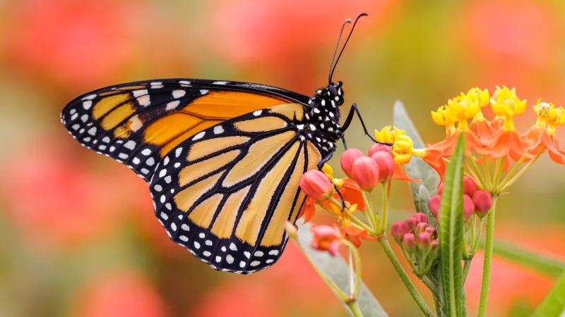 Warm autumns could be a driver in monarch butterflies’ decline