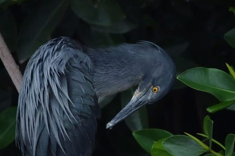 From sea slugs to sunflowers, California Academy of Sciences described 72 new species in 2025