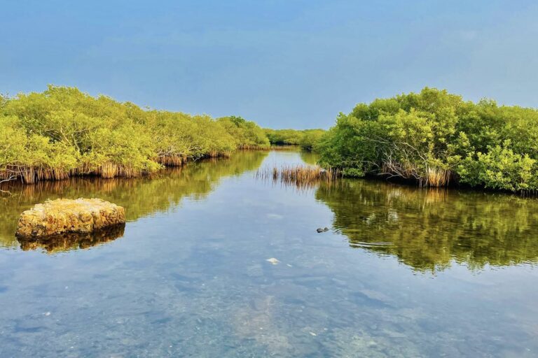 From south to north, Sri Lanka’s cricket dreams undermine fragile ecosystems