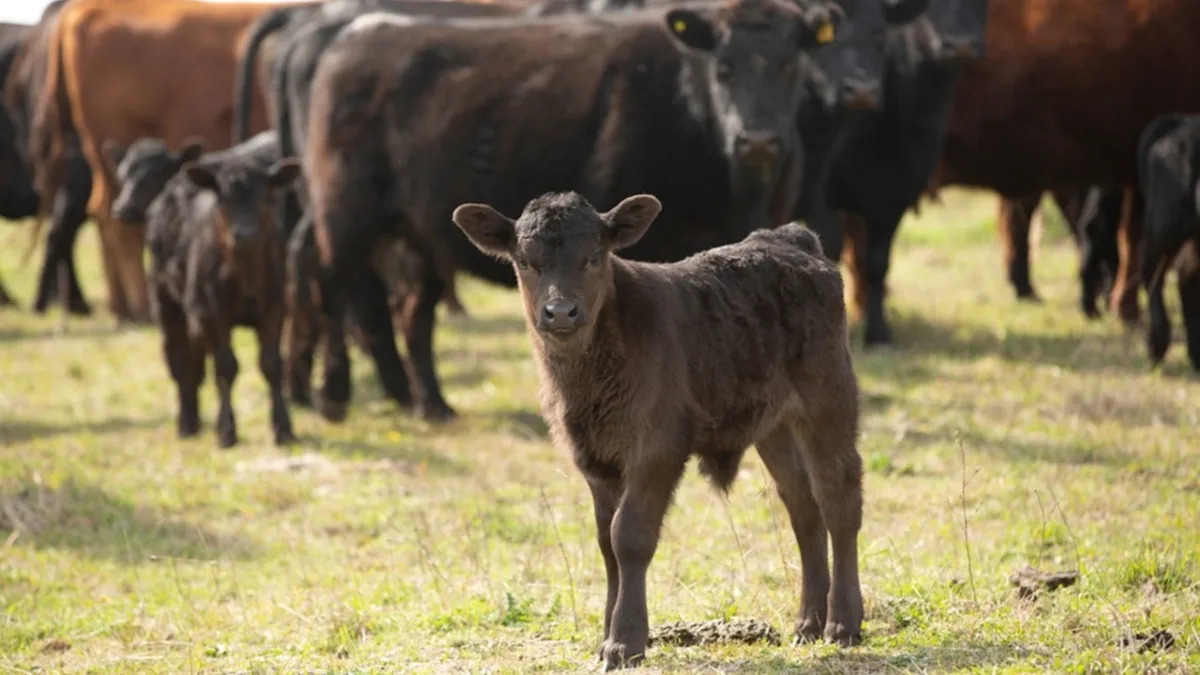 Proud Mama Cow Showing off Her Brand New Baby Is Making Everybody Smile