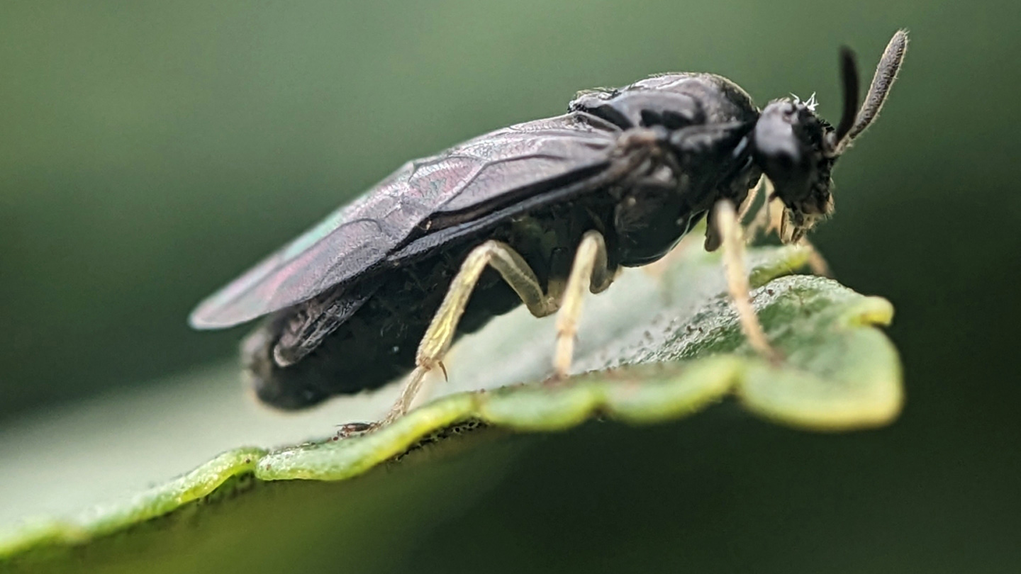 An all-female wasp is rapidly spreading across North America’s elms