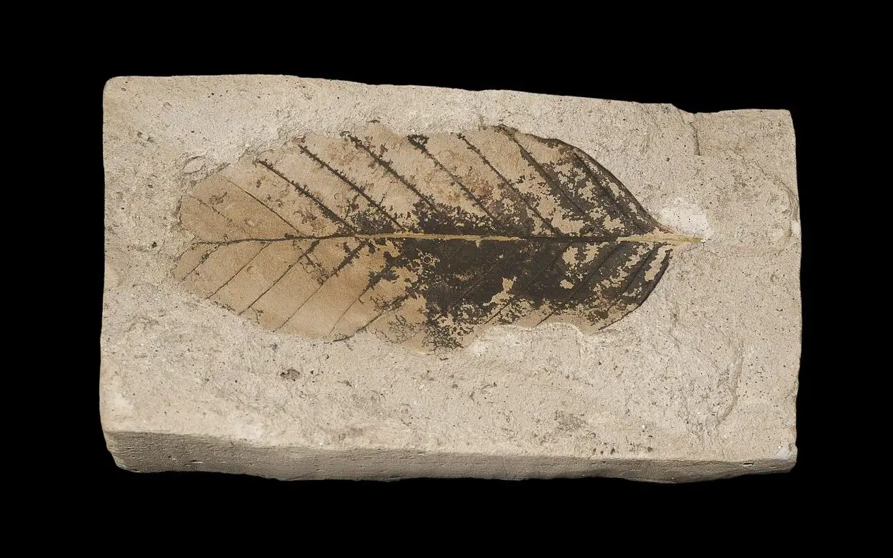 Study shows today’s atmospheric carbon dioxide levels greater than 23 million-year record