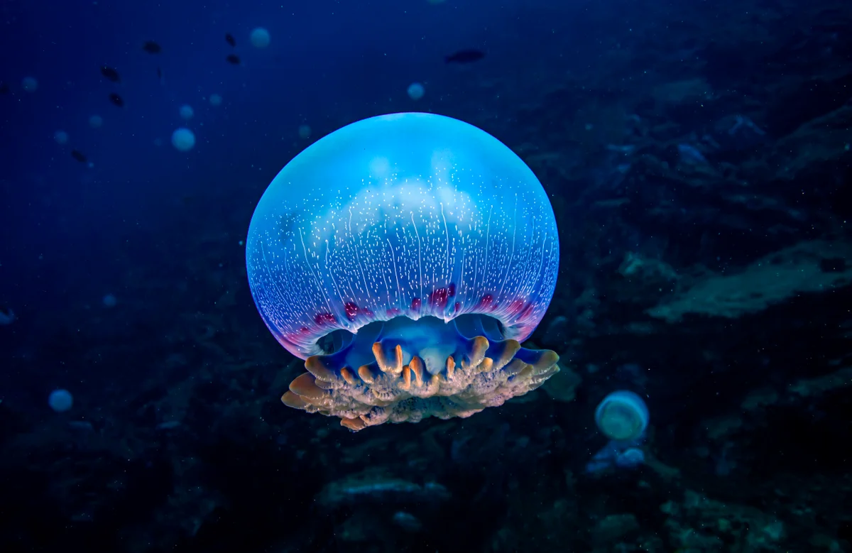 Jellyfish and Sea Anemones Sleep Just Like Us