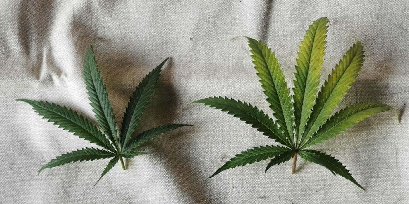 Cannabis Products Have Little to No Effect on Chronic Pain