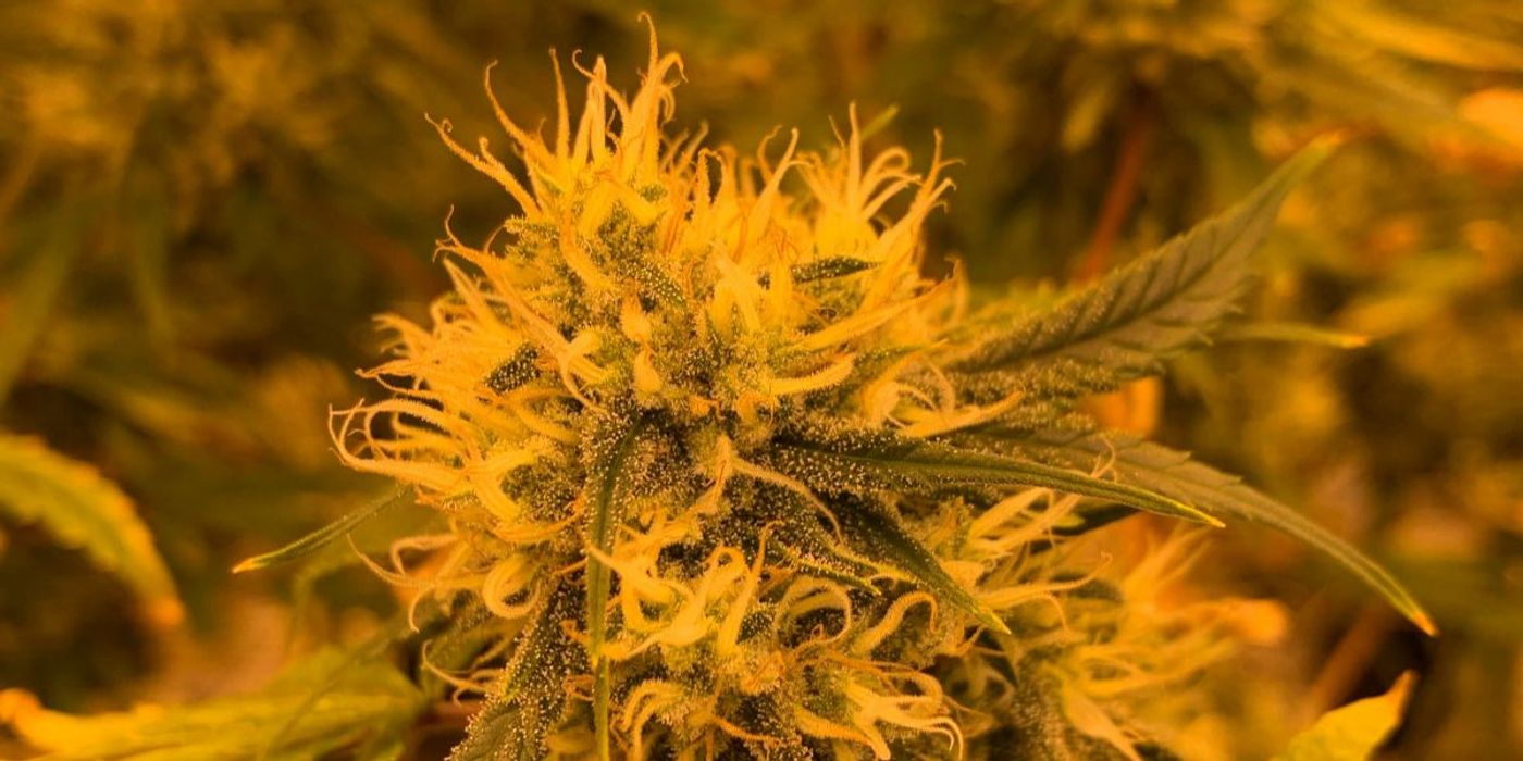 Any Cannabis Use Harms Teen Academics and Mental Health