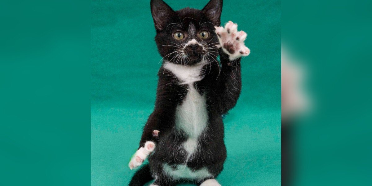 No One Seems To Want These Kittens Who Are Just A Little Different