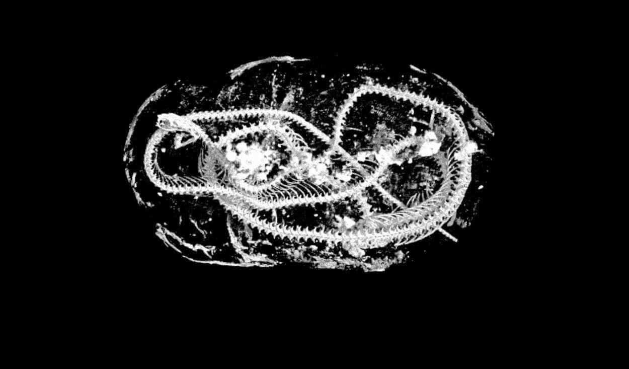 Animal Mummies Unwrapped With Hi-Res 3D X-rays