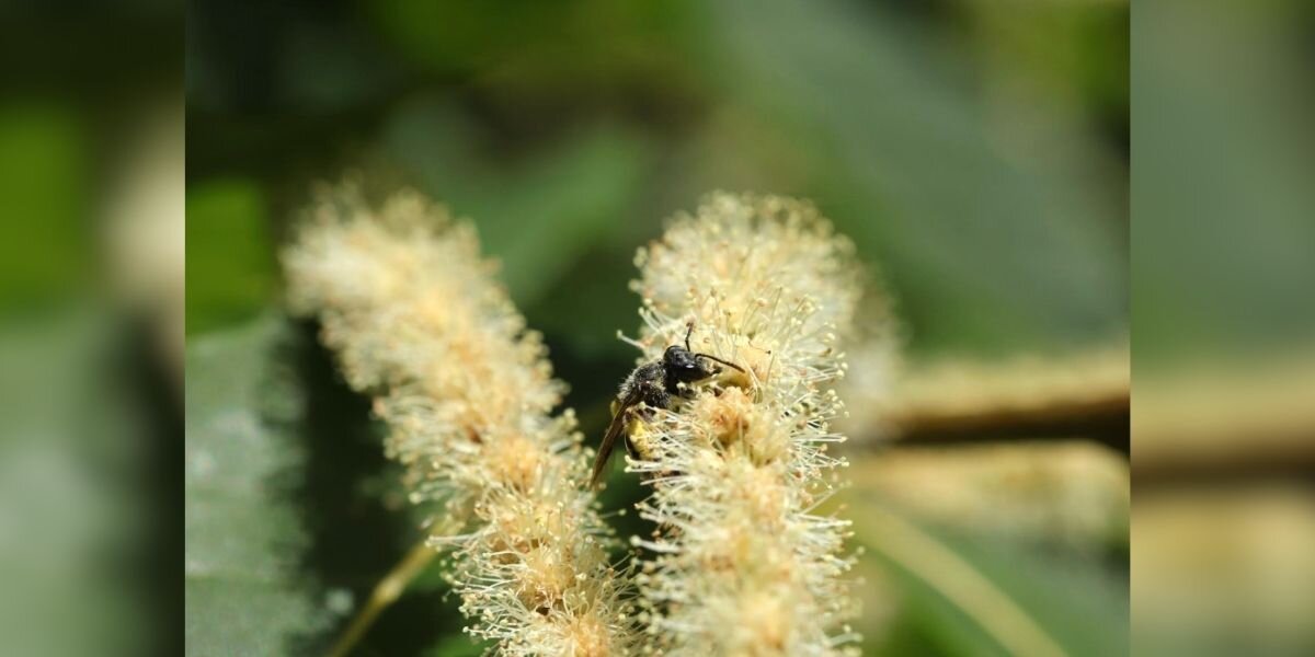 Scientist Spots Little Bee In Orchard — And Realizes She’s Incredibly Rare