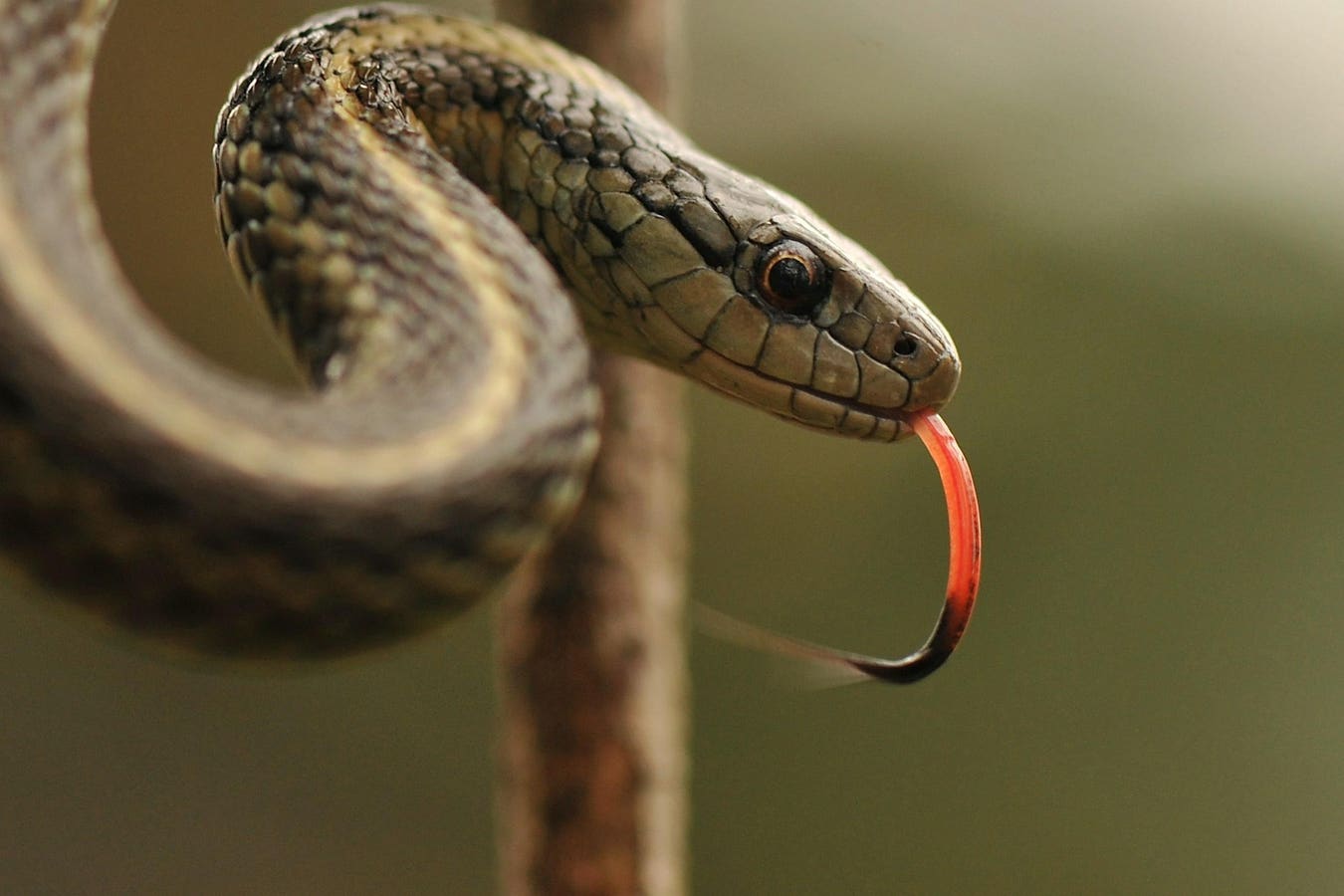 Meet The Snake That Can Survive Being Frozen Solid — A Herpetologist Explains