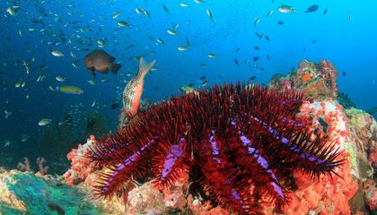 These Hungry Starfish Are Spiraling Out of Control in Australia. Now Scientists Say They Have a New Plan to Fight Back