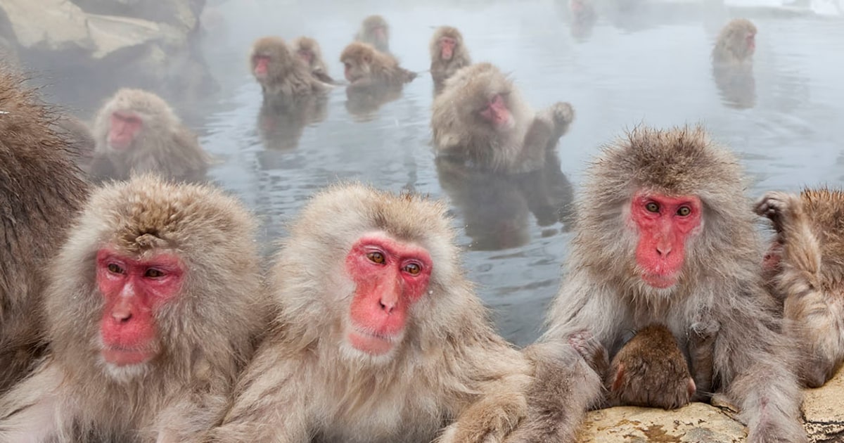 Same-sex sexual behavior seen in many primate species, suggesting evolutionary origin