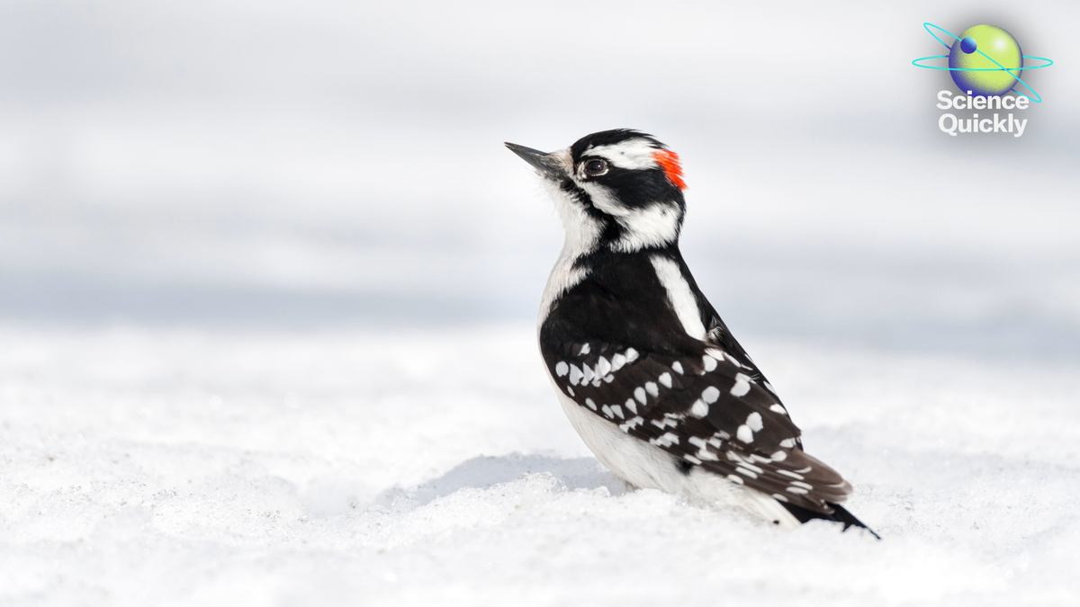 Woodpeckers’ Secret Strength Revealed—Plus, Flu Surge, AI Sleep Predictions and CES 2026 Trends