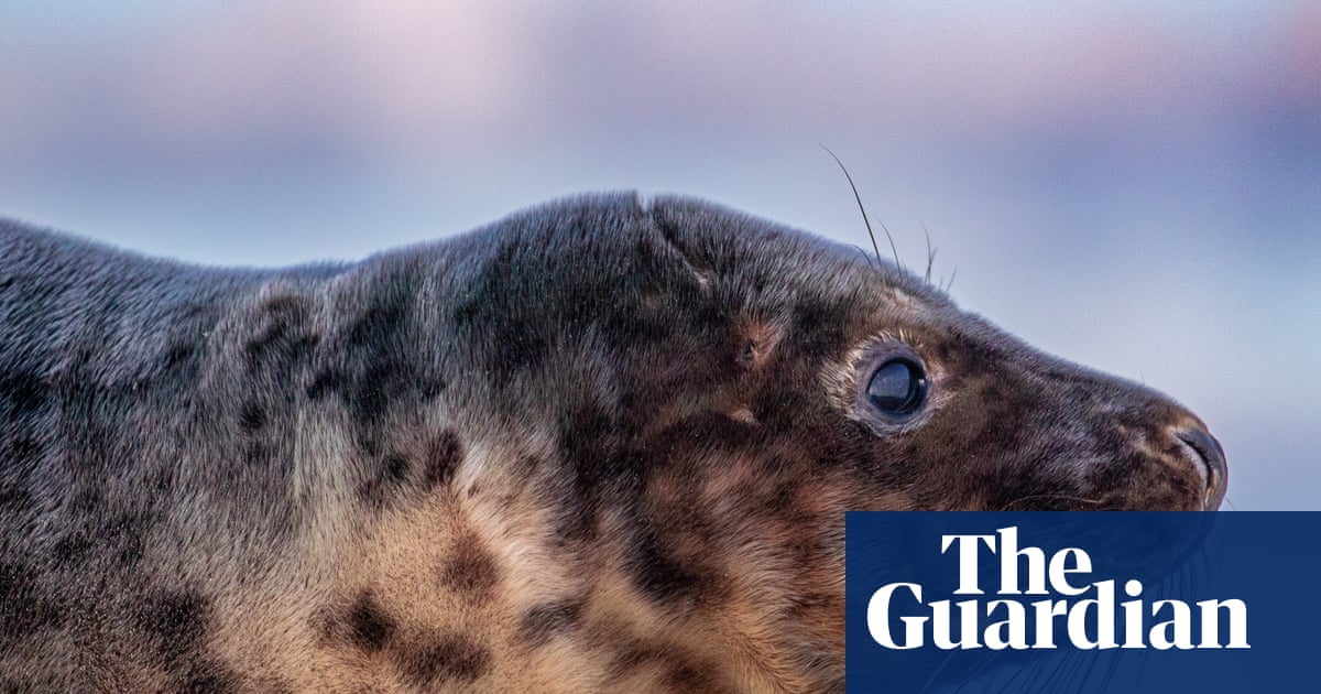 Often brutal, always beautiful: the sea hounds of the Frisian Islands – in pictures | Netherlands