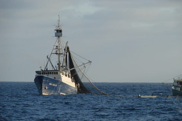 Study tracks fishing boats to see how heat waves affect fish distribution