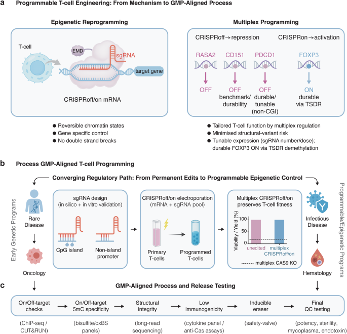 Double-strand break-free epigenetic programming: a safer path for T-cell therapies