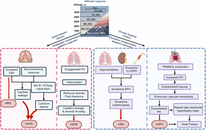 Altitude hypoxia and hypoxemia: pathogenesis and management