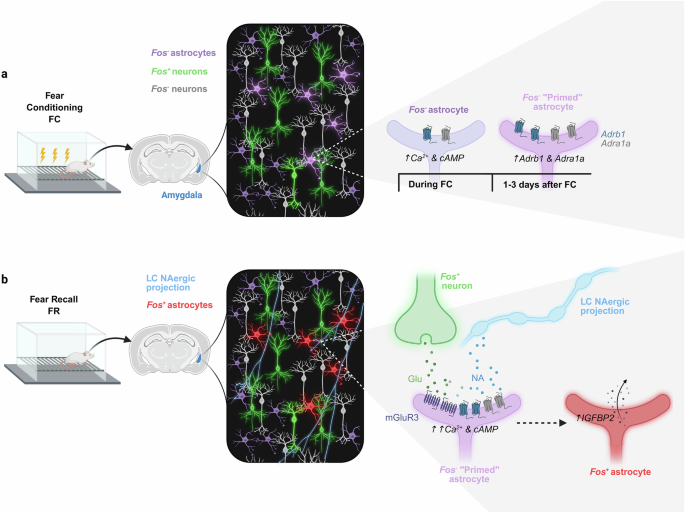 Beyond neurons: astrocytic ensembles stabilize memories after recall