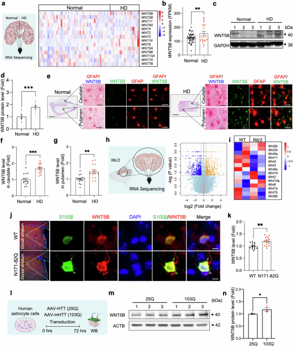 Astrocytic noncanonical WNT5B signaling modulates extracellular matrix remodeling and neuropathology in Huntington’s disease