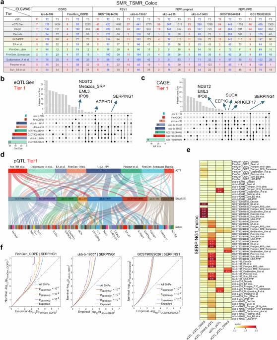 Multiomics Mendelian randomization identifies serpin family G member 1 as a chronic obstructive pulmonary disease modulator