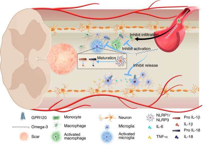 Progress on Omega-3 fatty acids for the comprehensive and targeted treatment of spinal cord injury