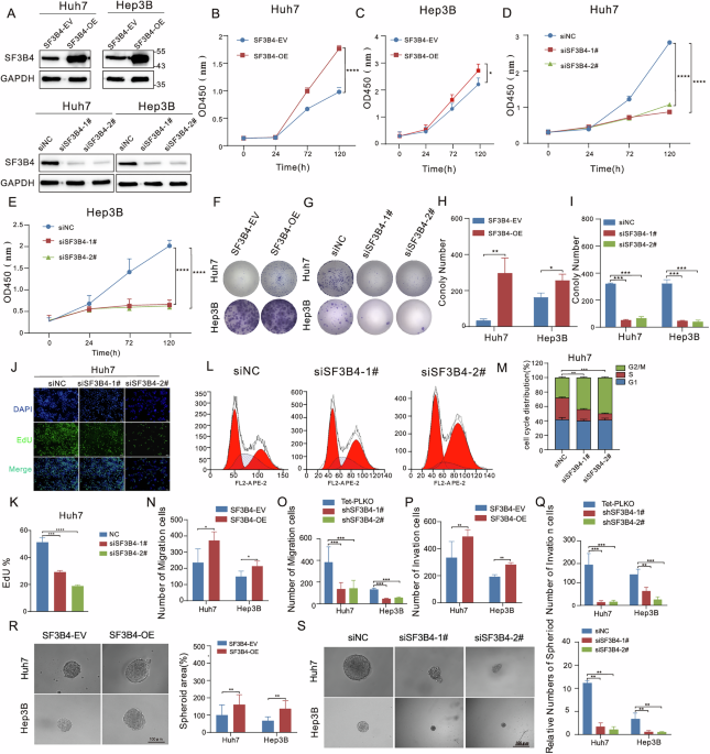 Correction: Pan-cancer oncogenic properties and therapeutic potential of SF3B4