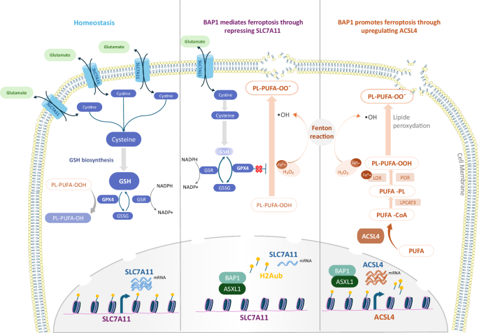 Regulation of ferroptosis by BAP1