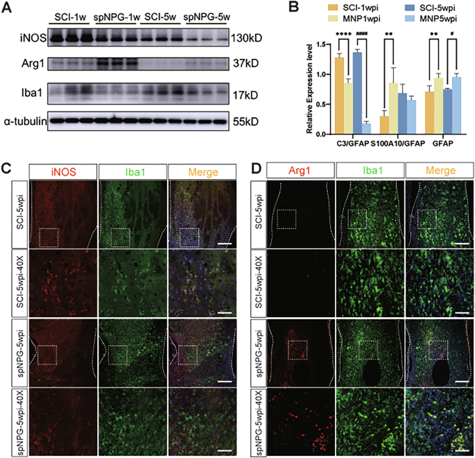 Correction: Human iPSC-derived spinal neural progenitors enhance sensorimotor recovery in spinal cord-injured NOD-SCID mice via differentiation and microenvironment regulation