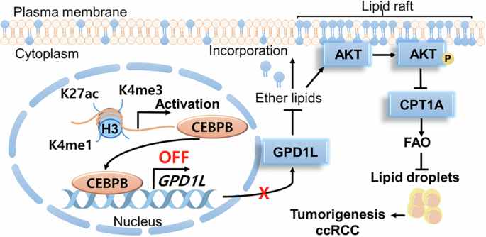 Epigenetically-controlled CEBPB regulates kidney cancer tumorigenesis via GPD1L-mediated ether lipid synthesis