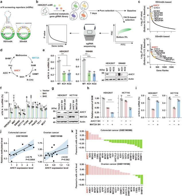 The AHCY–adenosine complex rewires mRNA methylation to enhance fatty acid biosynthesis and tumorigenesis