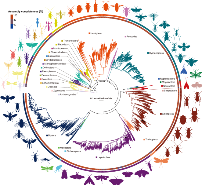Structural genomics sheds light on protein functions and remote homologs across the insect tree of life