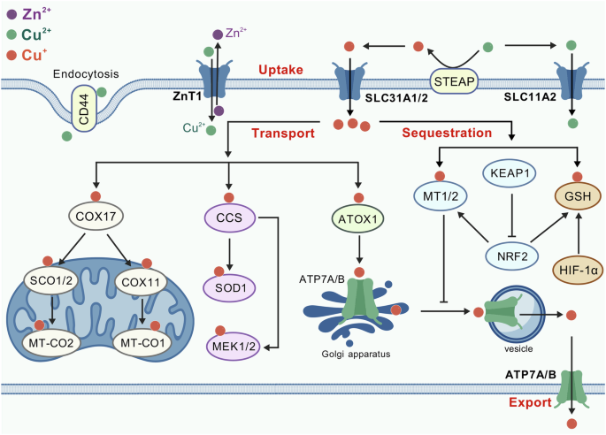 Tackling cuproptosis: from metabolic rewiring to therapeutic exploitation in cancer