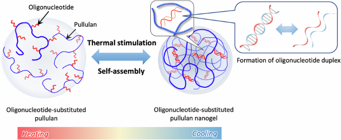 Self-assembled nanogels from polysaccharides grafted with short oligonucleotides: control of size and thermoresponsiveness