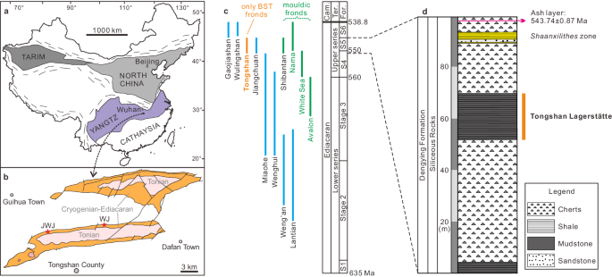 The terminal Ediacaran Tongshan Lagerstätte from South China
