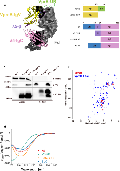 Association-induced folding governs surrogate light chain and pre-B cell receptor core assembly