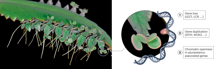 Genomic cradle for thousands | Nature Plants