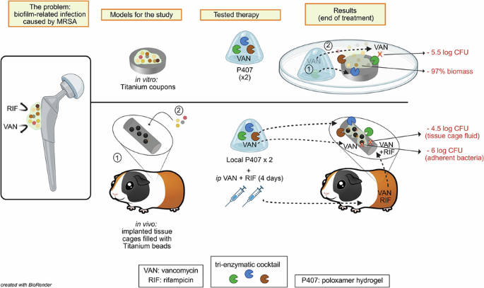 Enzymes-enhanced antibiotic therapy reduces biofilms to undetectable levels in an implant-associated infection model